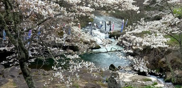 菊の滝